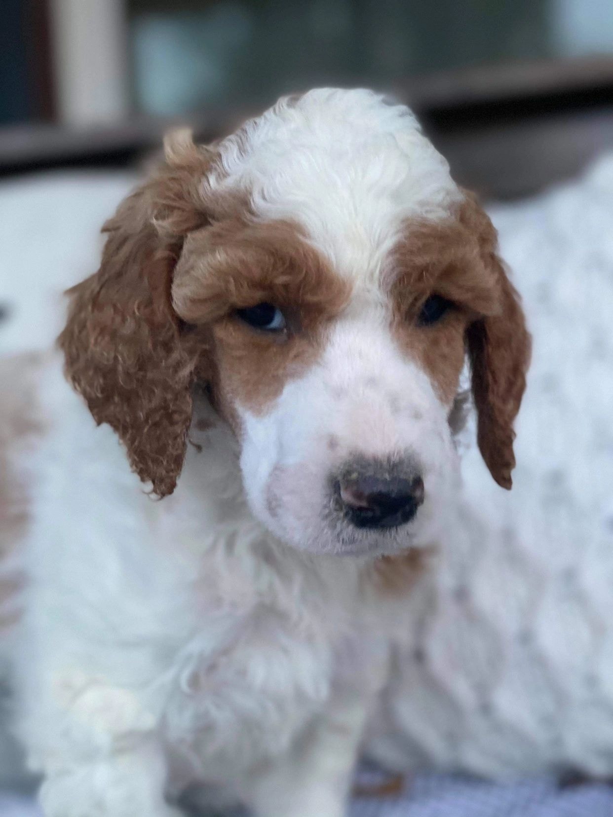 Parti-colored poodle puppy with curly apricot and white fur
